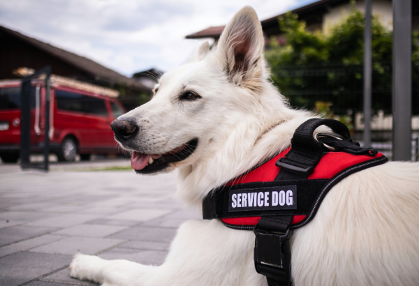 white dog in a service dog vest